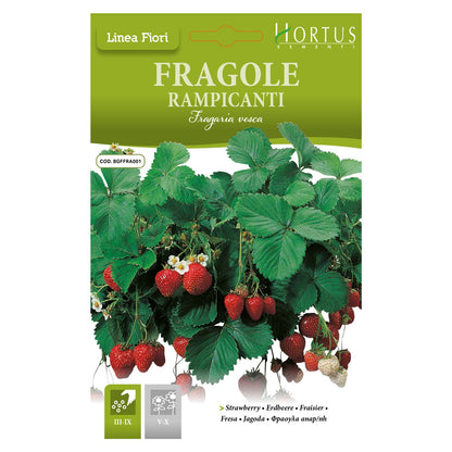 FRAGOLE RAMPICANTI Fragaria vesca