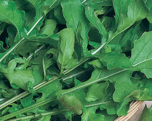 Rucola