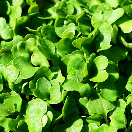 RUCOLA Coltivata