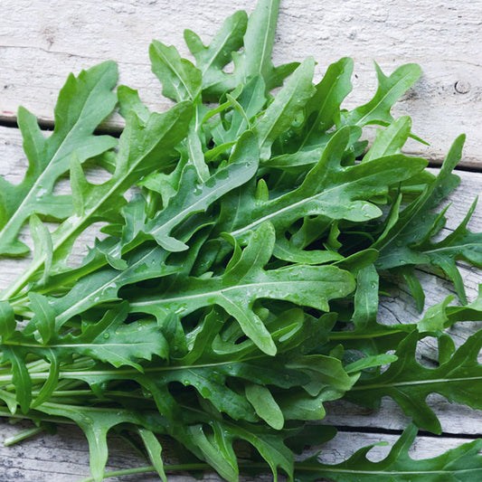 RUCOLA Selvatica