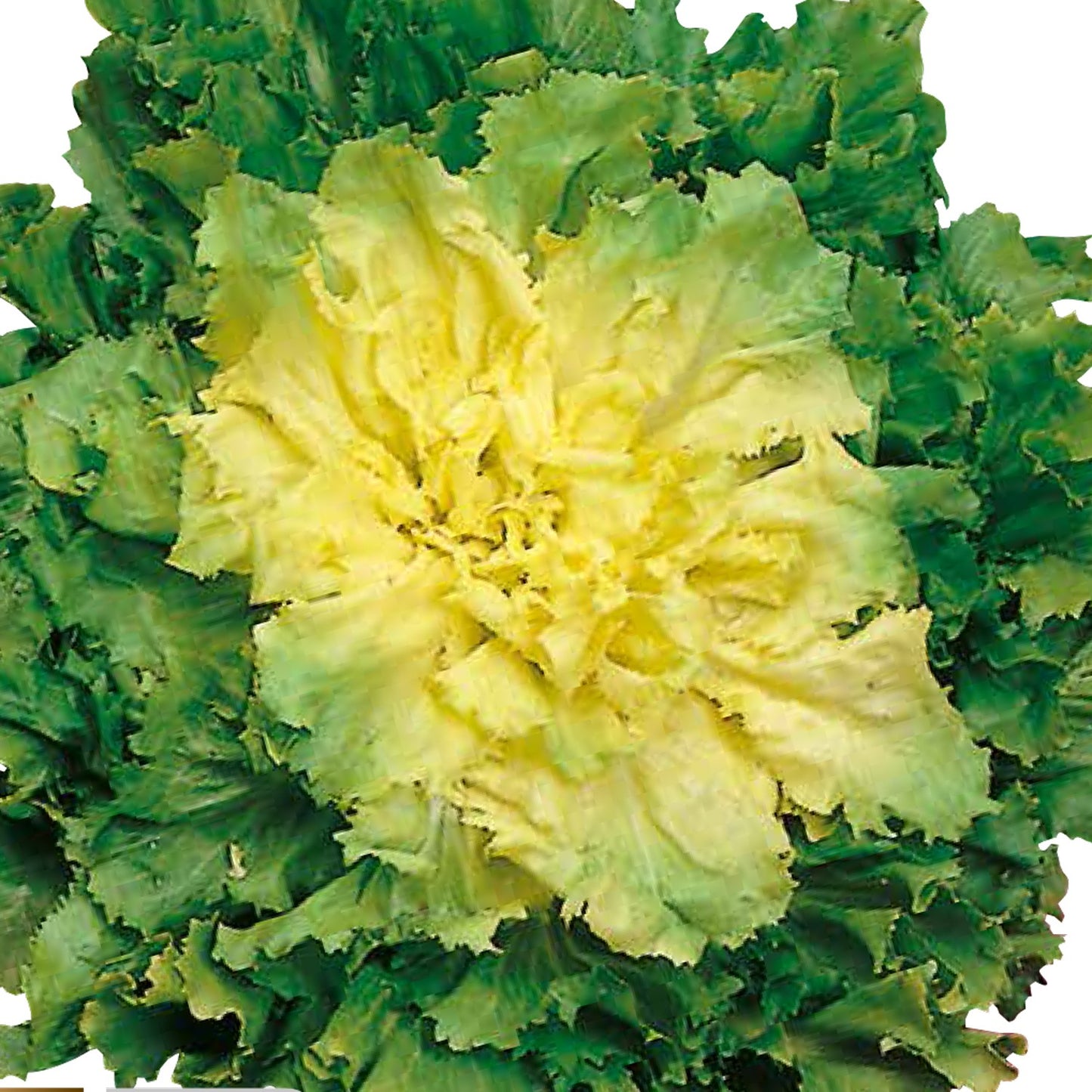 INDIVIA SCAROLA verde a cuore pieno