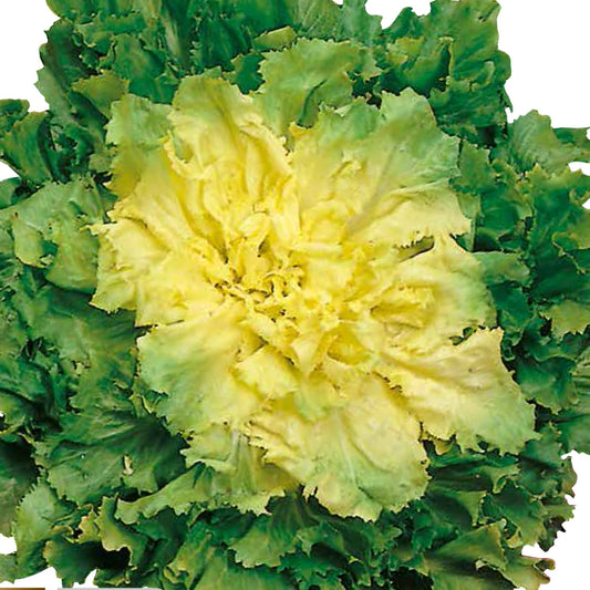 INDIVIA SCAROLA verde a cuore pieno