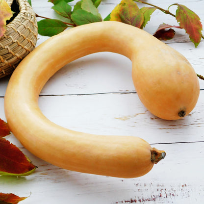 ZUCCA di Albenga a trombetta