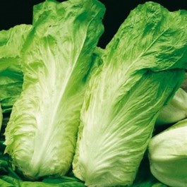 CICORIA pan di zucchero