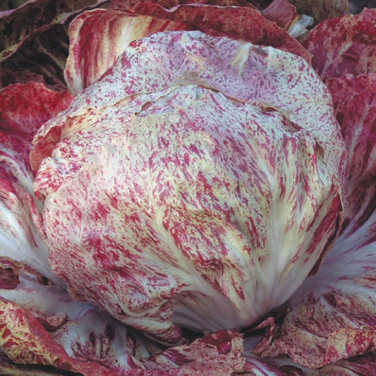 CICORIA variegata di CHIOGGIA