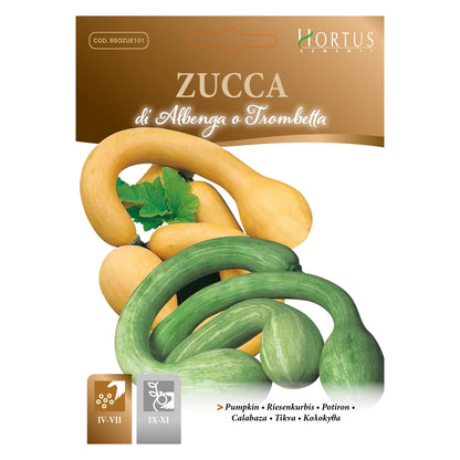 ZUCCA di Albenga a trombetta