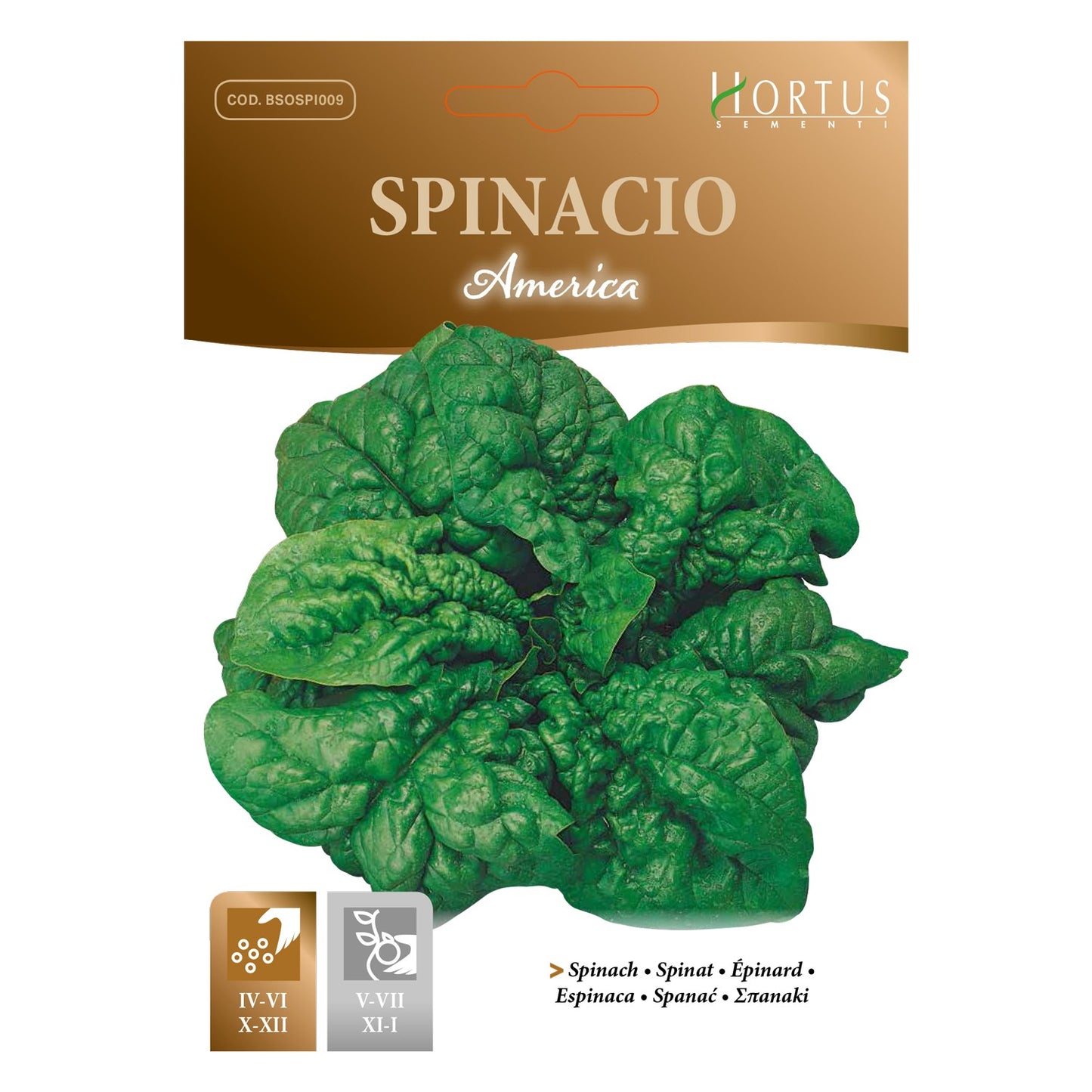 SPINACIO America