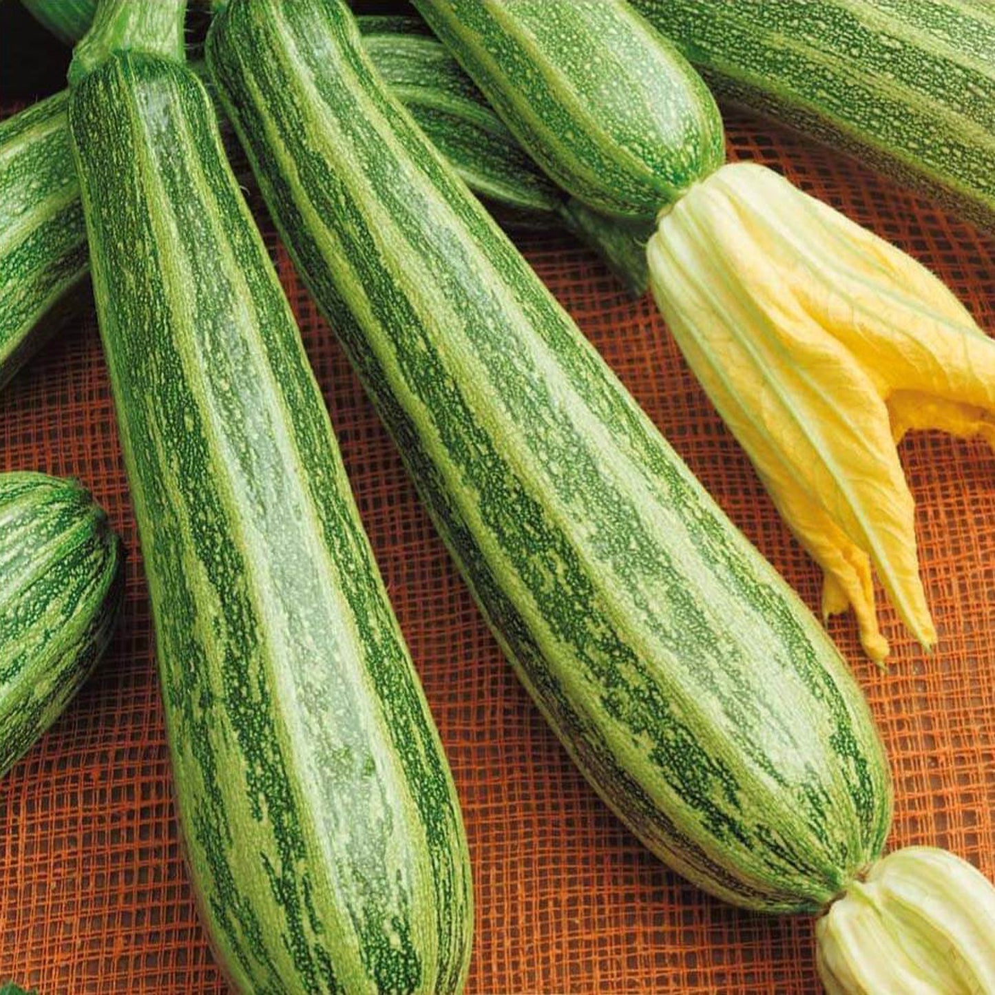 ZUCCHINO Striato di Napoli