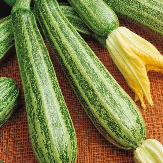 ZUCCHINO Striato di Napoli